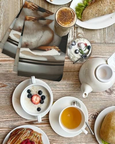 Funny Squirrel Kitchen Towel Set 3 Pieces